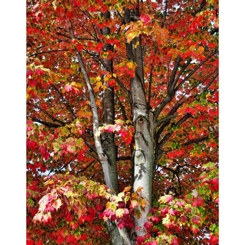 Trunk and Leaves  11 x 14 print